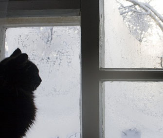 Something is. asian print cat looking out window Share asian print cat looking out window have
